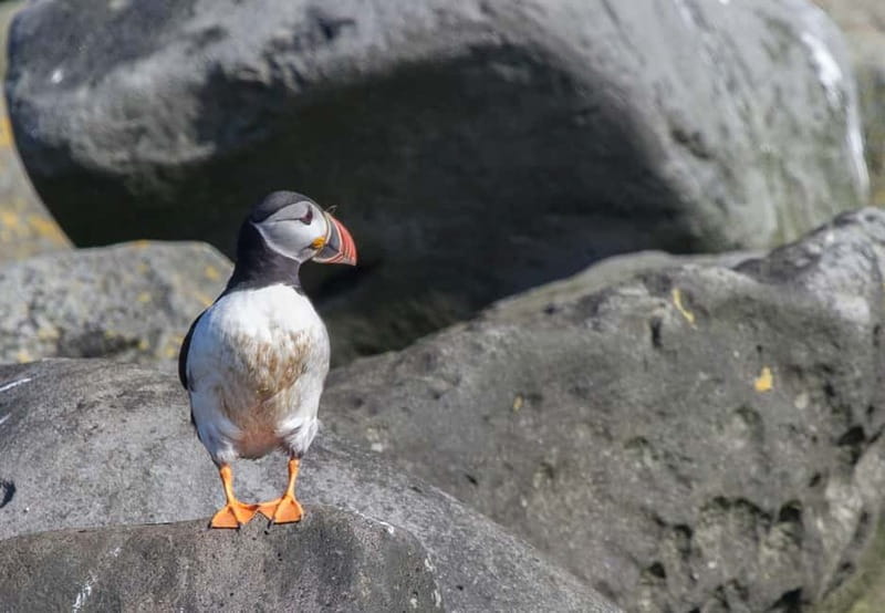 Reykjavik: Whales and Puffins Express Cruise Combo Tour - Puffins on Old Skúli near Reykjavík