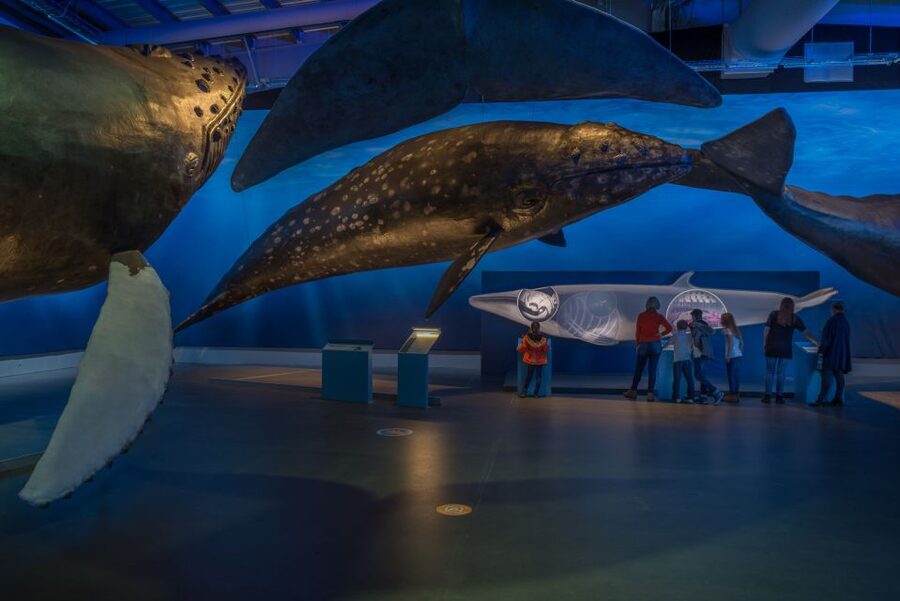Reykjavik: Whales of Iceland Museum Entrance Ticket - What I would do on the day