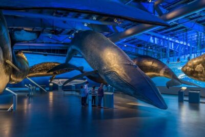Whales of Iceland Museum Entrance Ticket