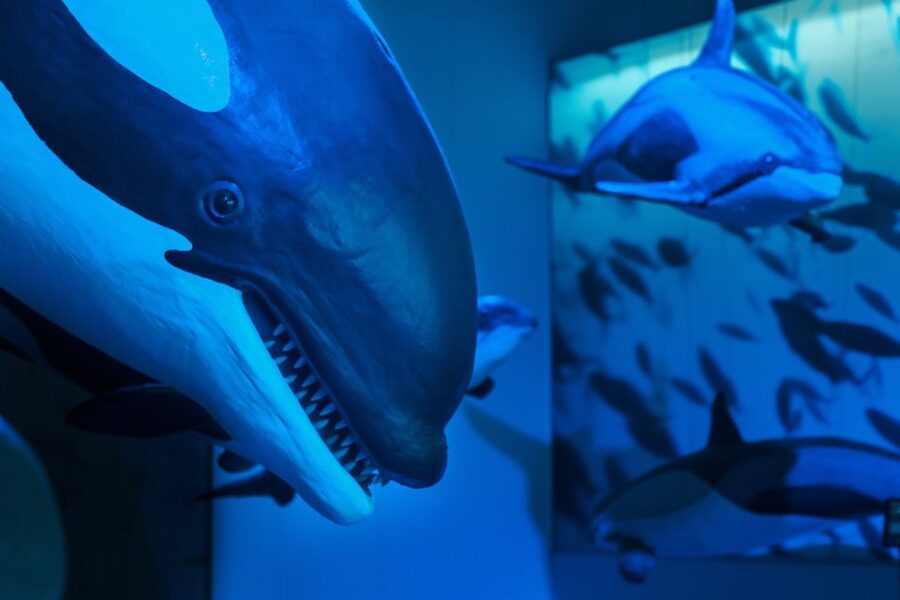 Reykjavik: Whales of Iceland Museum Entrance Ticket - The Fin Whale Theatre and its documentaries