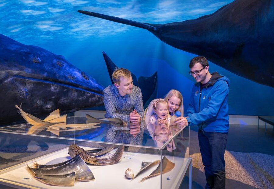 Reykjavik: Whales of Iceland Museum Entrance Ticket - Best for families, curious adults, and rainy days