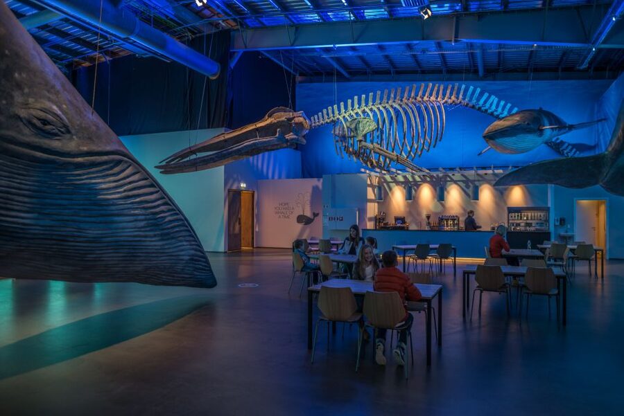 Reykjavik: Whales of Iceland Museum Entrance Ticket - Price, practical details, and small comforts