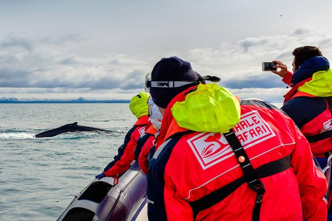 RIB Whale Watching Small-Group Boat Tour from Reykjavik - The puffin islands from early May to late August