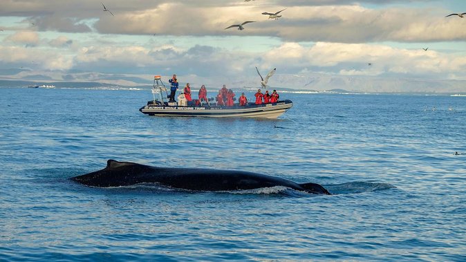 RIB Whale Watching Small-Group Boat Tour from Reykjavik - Faxaflói Bay and the search for whales