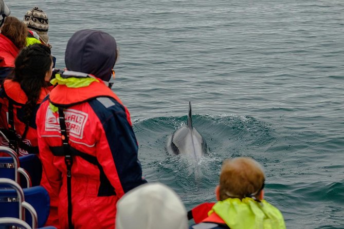 RIB Whale Watching Small-Group Boat Tour from Reykjavik - The ride back offers a different view of Reykjavik