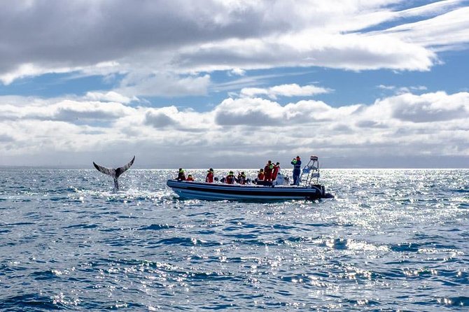 RIB Whale Watching Small-Group Boat Tour from Reykjavik - What the guides add to the experience