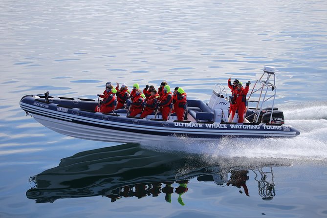 RIB Whale Watching Small-Group Boat Tour from Reykjavik - Is $208.09 a fair price?