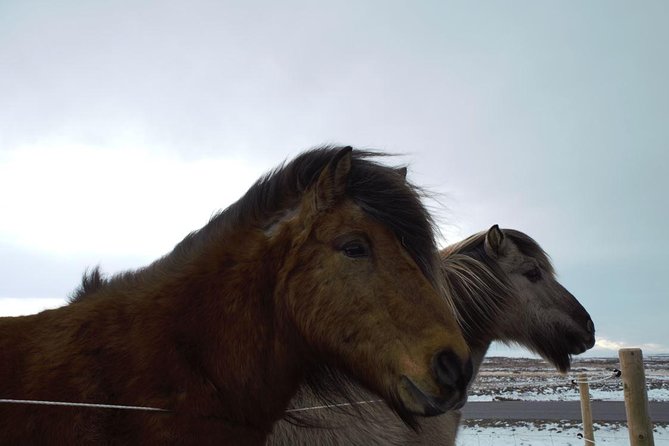 Small-Group Golden Circle Full-Day Tour from Reykjavik - Geysir and Strokkur provide the drama