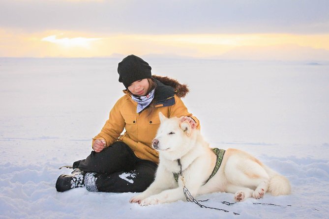 Small Group Husky Sledding Tour from Capital Region - A close-up meeting with Iceland’s sled dogs