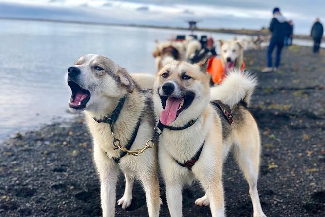 Small Group Husky Sledding Tour from Capital Region - Why the small group makes a difference