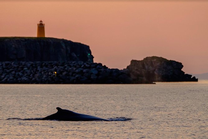 Small-group Whale Watching in the Midnight Sun from Reykjavík - Faxaflói and the real whale-watching action