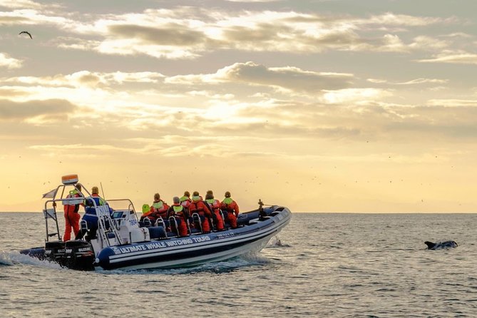 Small-group Whale Watching in the Midnight Sun from Reykjavík - The midnight sun changes the mood