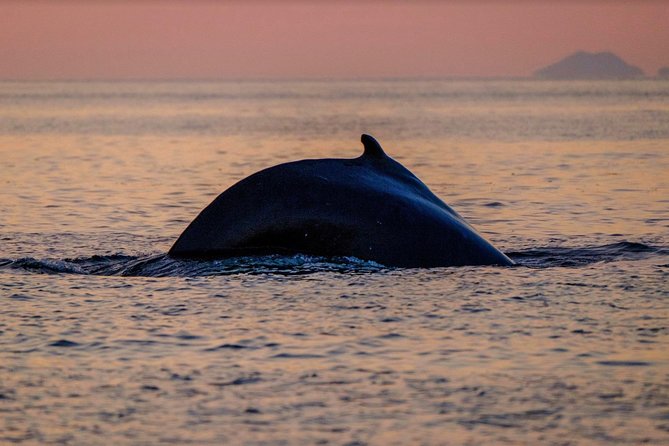 Small-group Whale Watching in the Midnight Sun from Reykjavík - What the two-hour format gives you