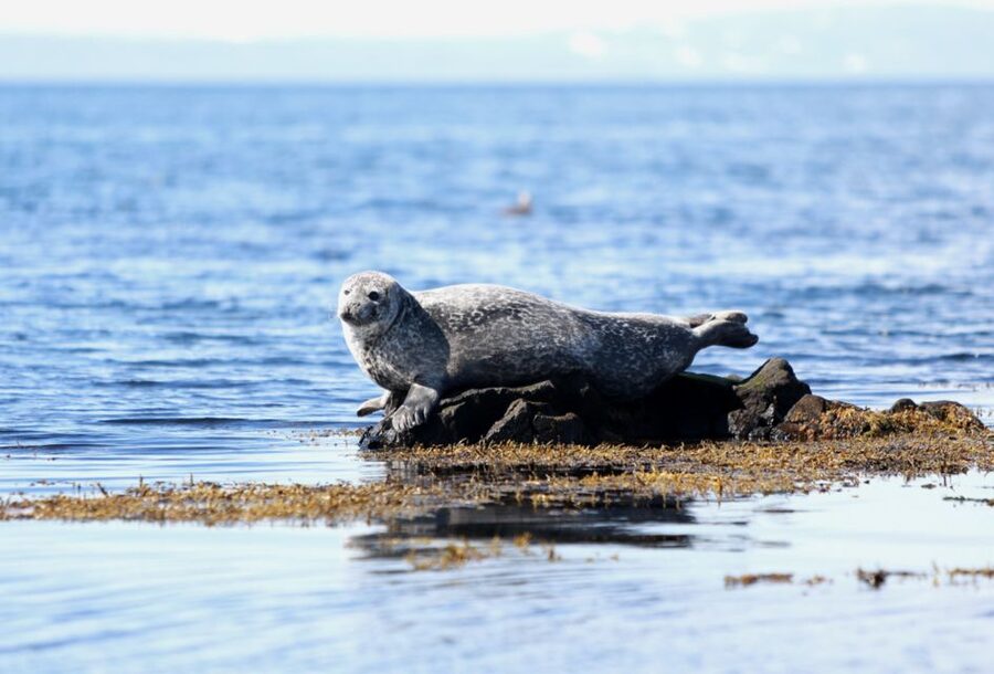 Snæfellsnes: Small-Group Hidden Treasures of The West Tour - The return through Borgarnes