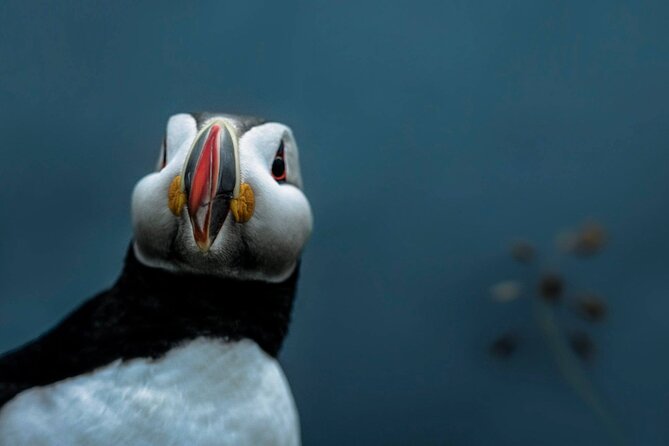 South Coast Sagas: Small Group Tour with Pick-up from Reykjavik - The guide makes the long drive worthwhile