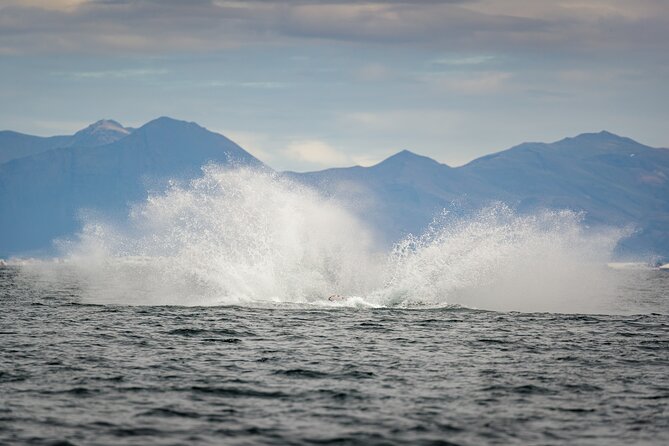 Speedboat Whale Watching Small-Group Tour in Reykjavik - Finding Katla Whale Watching at Geirsgata 11