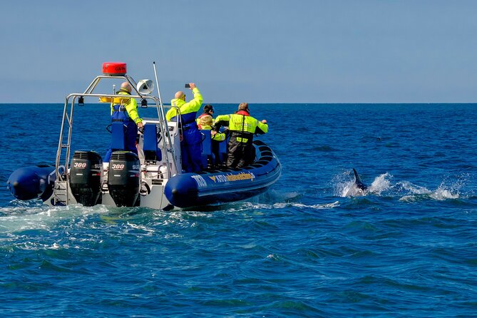 Speedboat Whale Watching Small-Group Tour in Reykjavik - Seeing Harpa from the water