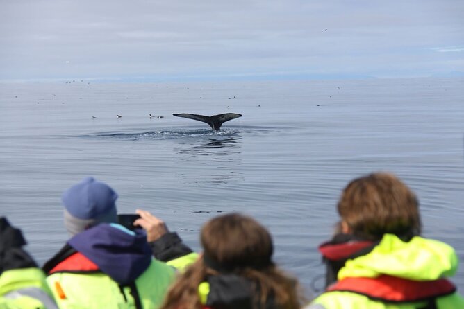 Speedboat Whale Watching Small-Group Tour in Reykjavik - Searching Faxaflói Bay for whales and dolphins