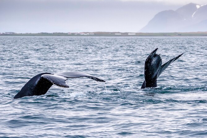 Speedboat Whale Watching Small-Group Tour in Reykjavik - The guides make the difference