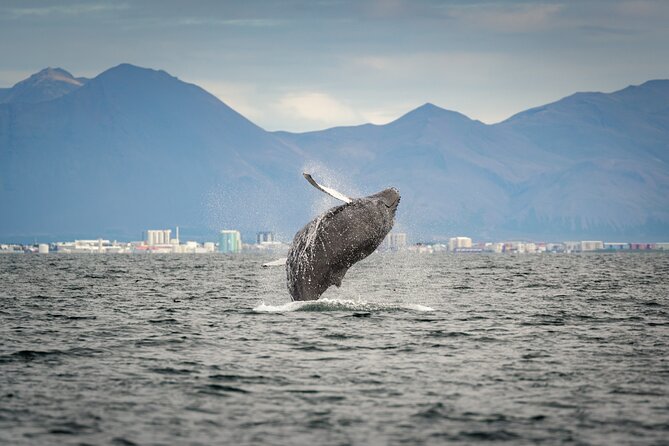 Speedboat Whale Watching Small-Group Tour in Reykjavik - What the ride feels like for two hours