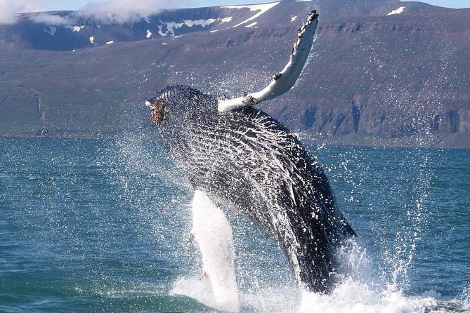 Speedboat Whale Watching Small-Group Tour in Reykjavik - Is $164 a fair price?