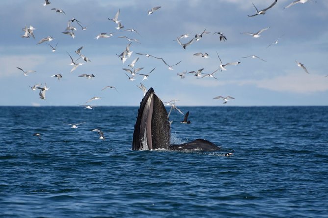 The Original Classic Whale Watching from Reykjavik - Leaving Reykjavik for Faxaflói Bay