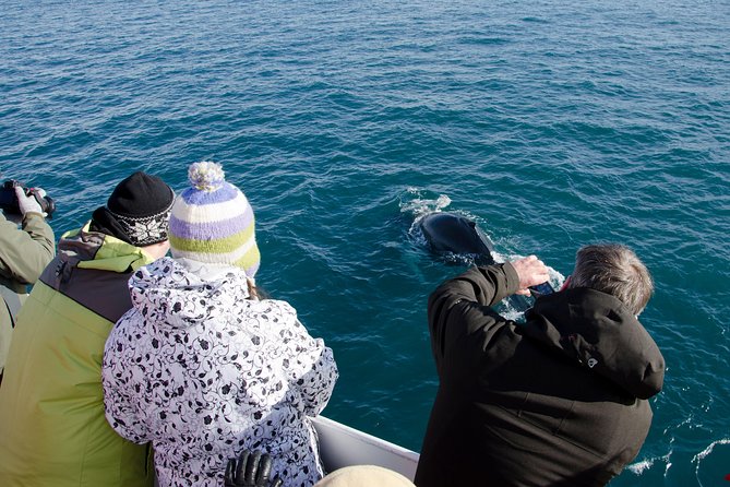 The Original Classic Whale Watching from Reykjavik - Other wildlife in the bay