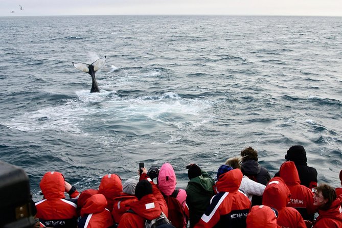 The Original Classic Whale Watching from Reykjavik - A boat built for changing Icelandic weather