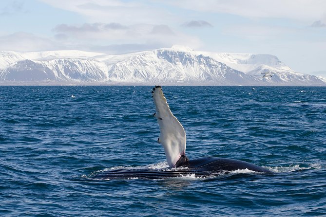 The Original Classic Whale Watching from Reykjavik - What the 2 to 3.5-hour schedule really means