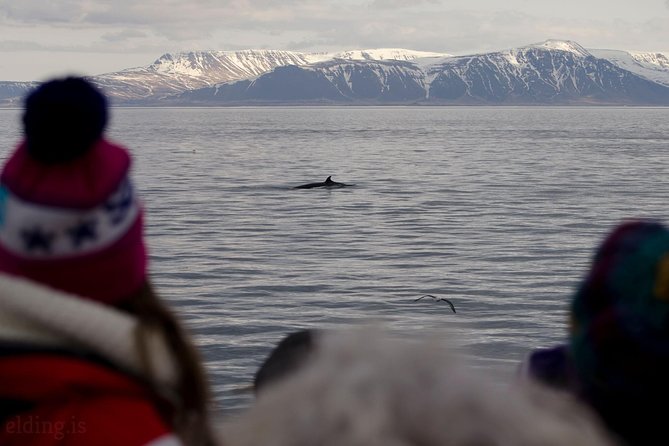 The Original Classic Whale Watching from Reykjavik - Why the $105 price can make sense