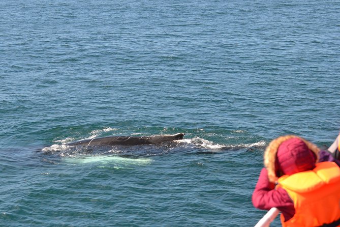 The Original Classic Whale Watching from Reykjavik - Group size, viewing space, and comfort