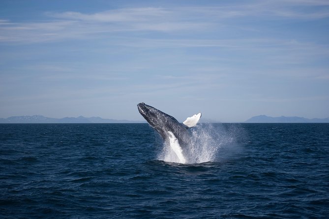 The Original Classic Whale Watching from Reykjavik - Wildlife education instead of a simple boat ride