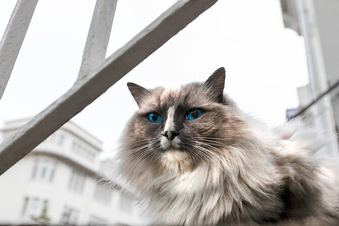 The Reykjavik Cat Walking Tour - Kattakaffihúsið and the warmest half hour