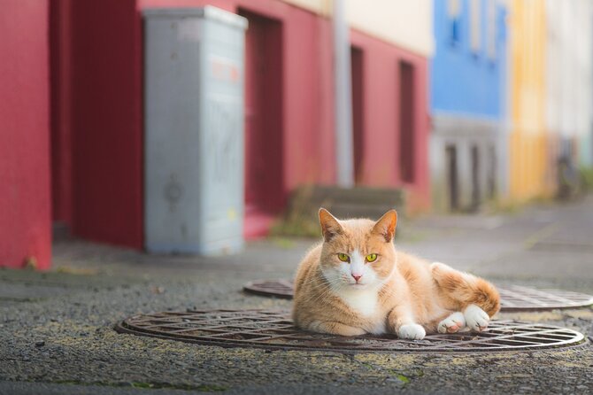 The Reykjavik Cat Walking Tour - Tjörnin: a quiet pause by the pond