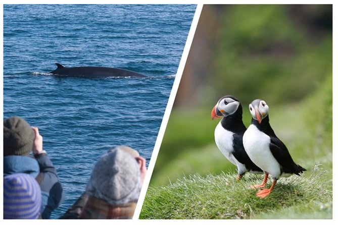 Two-In-One: Whale & Puffin Watching Tours from Reykjavik - Puffins near Lundey and the other breeding islands