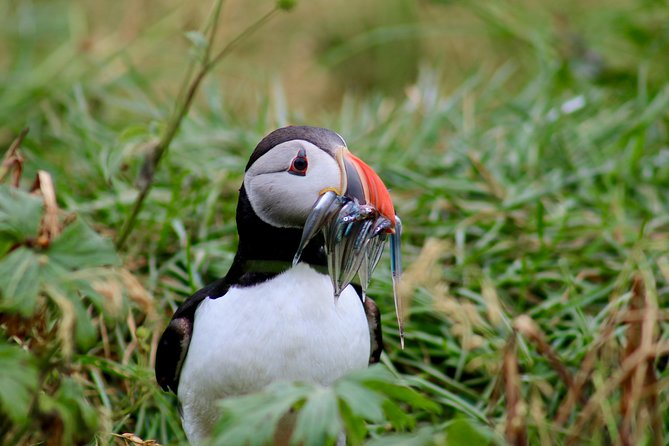 Two-In-One: Whale & Puffin Watching Tours from Reykjavik - Comfort in Icelandic weather
