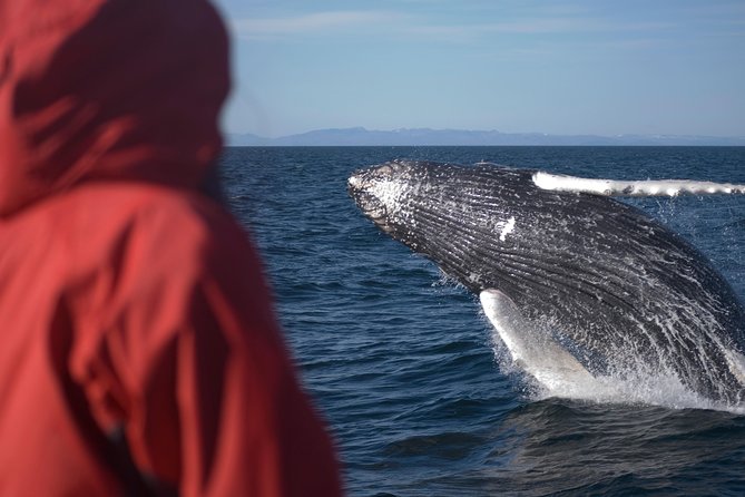 Two-In-One: Whale & Puffin Watching Tours from Reykjavik - Timing, weather, and the best season