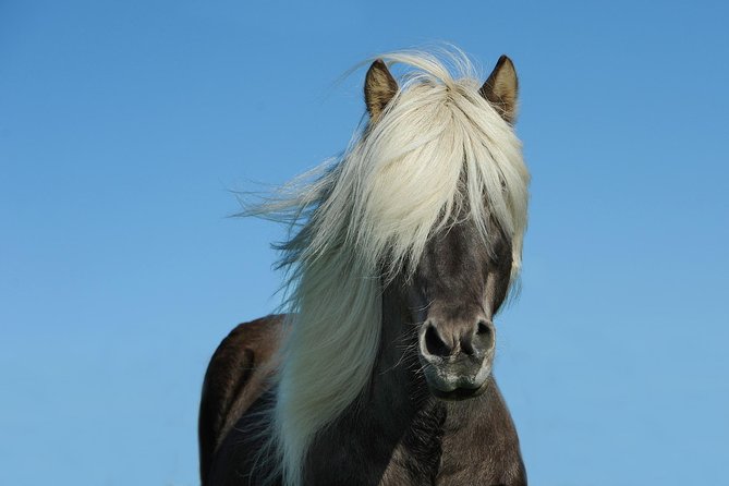 Viking Horse Riding and Golden Circle Tour from Reykjavik - Thingvellir: history and the meeting of tectonic plates