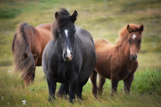 Viking Horse Riding and Golden Circle Tour from Reykjavik - Gullfoss and the sound of falling water
