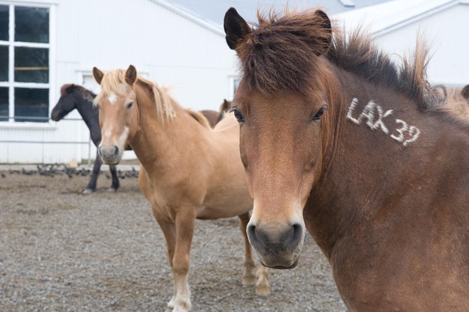 Viking Horse Riding and Golden Circle Tour from Reykjavik - Is $213.97 a fair price?