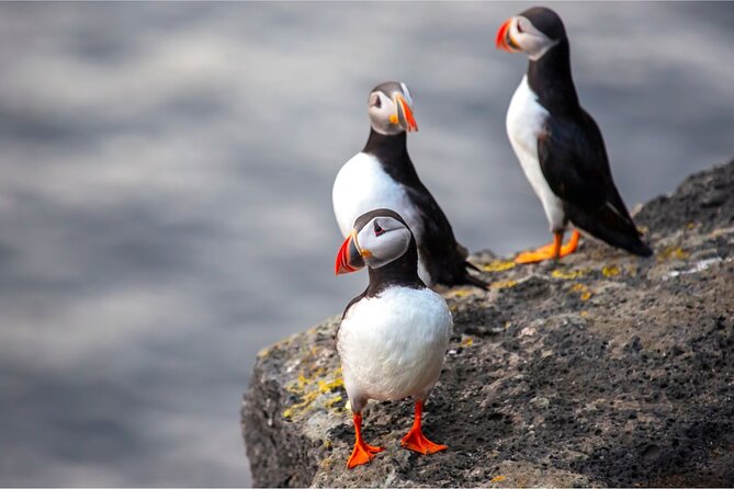 Westman Islands, Volcanoes and Puffins Small Group Tour - Elephant Rock and the island’s volcanic character