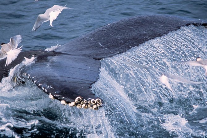 Whale Watching and Golden Circle Tour from Reykjavik - Gullfoss and the force of glacial water