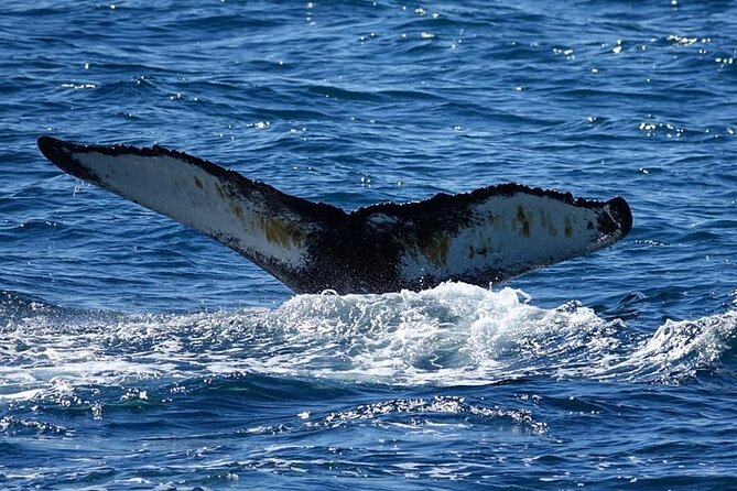 Whale Watching and Marine Life Tour in Reykjavik - Harpa, the bay, and Reykjavik from the water
