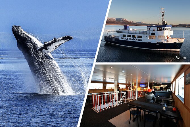 Whale Watching and Marine Life Tour in Reykjavik - What $98 means for your Iceland budget