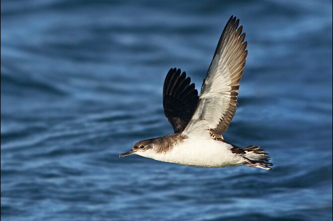 Whale Watching and Marine Life Tour in Reykjavik - Best season and best type of day