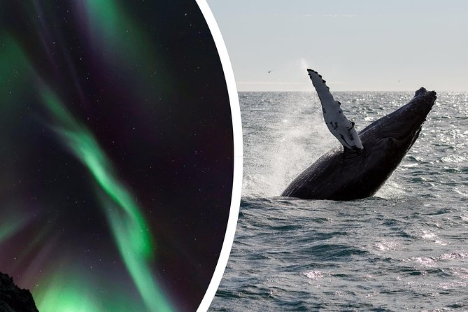 Whale Watching and Northern Lights Half-Day Combo Tour - The afternoon gap is part of the plan