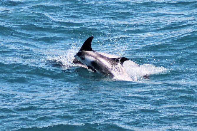 Whale Watching and Northern Lights Half-Day Combo Tour - The evening cruise and the Northern Lights
