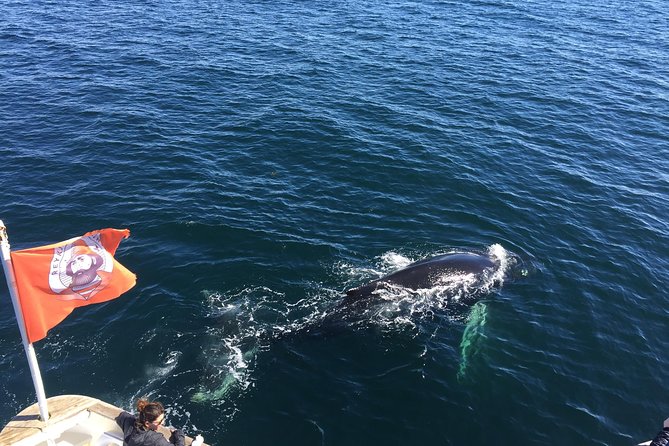 Whale Watching and Northern Lights Half-Day Combo Tour - Meeting at Geirsgata 11 in Reykjavik