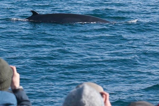 Whale Watching & ATV Adventure from Reykjavik - The Lambhagi quad-bike ride above Reykjavik