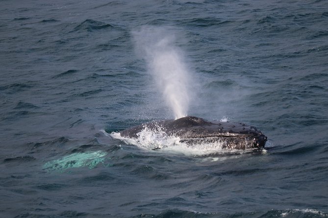 Whale-Watching Boat Tour with Expert Guide from Reykjavik - From Reykjavik’s Old Harbor to Faxaflói Bay